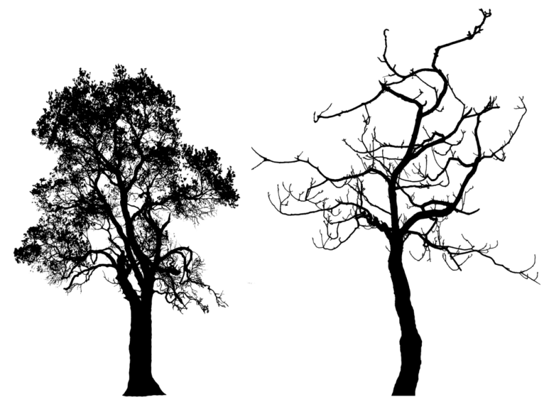 Силуэт дерева