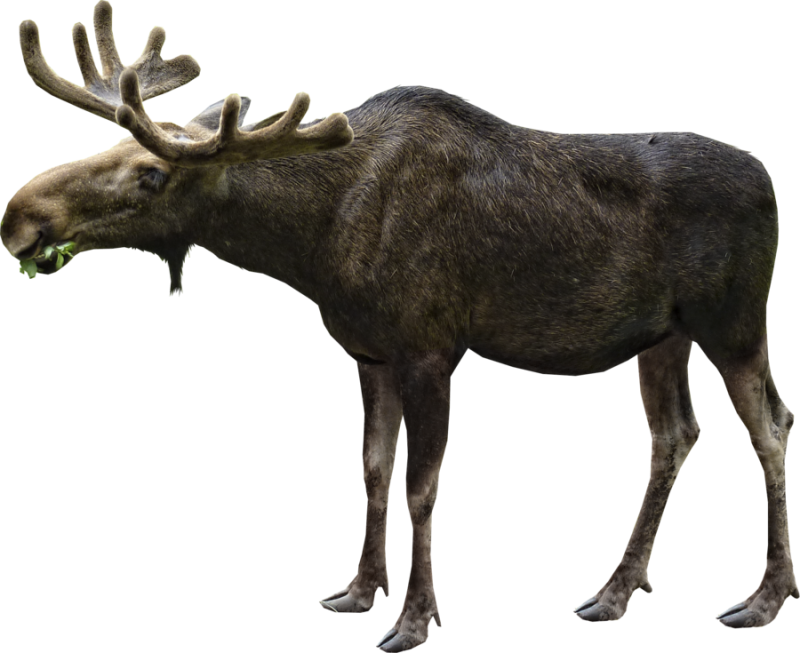 Животные без фона