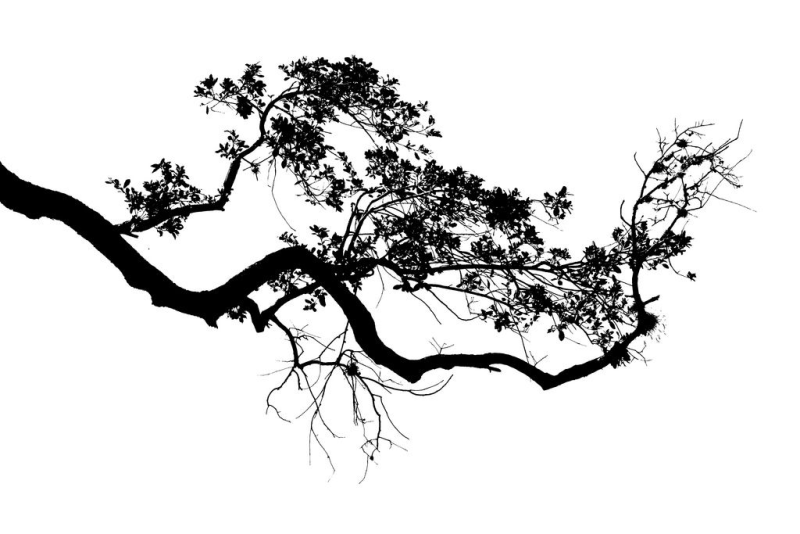 Силуэт дерева