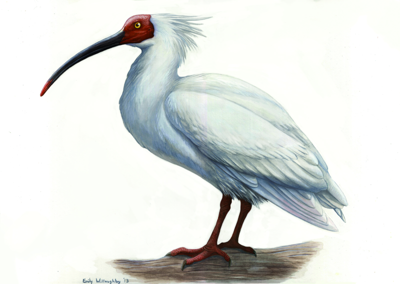 Японский хохлатый Ибис