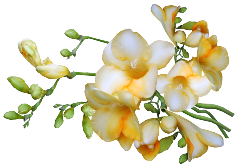 Фрезия Солейл