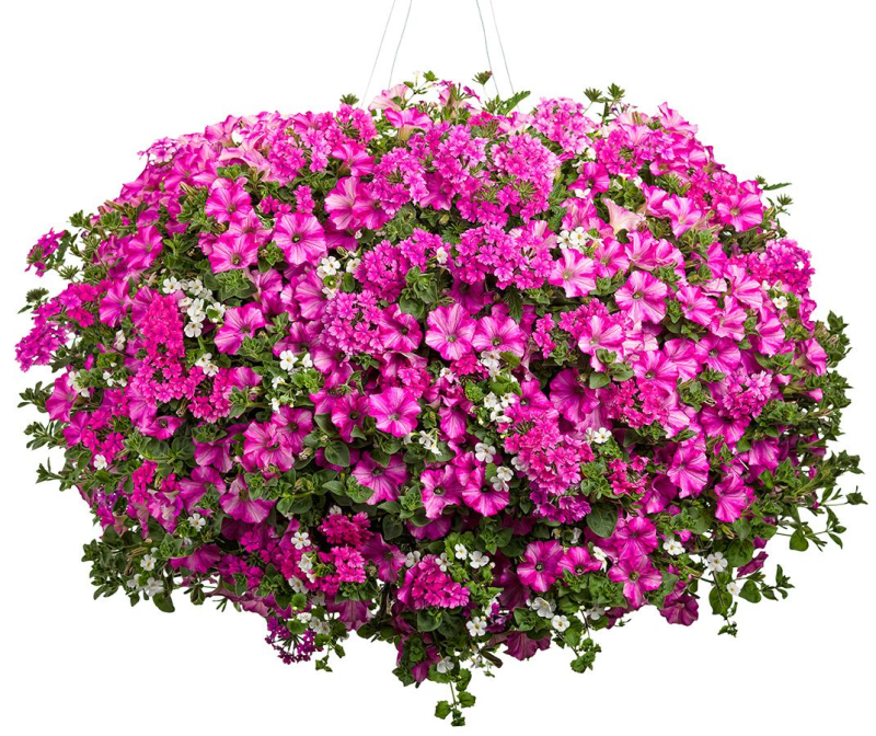 Петуния ампельная микс