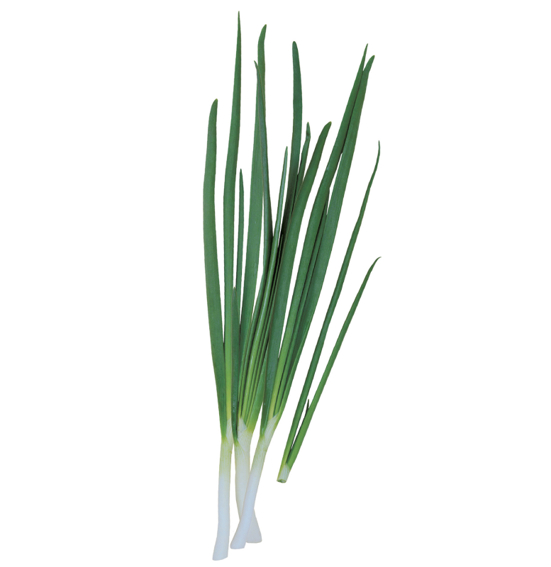 Лук батун зеленые перышки