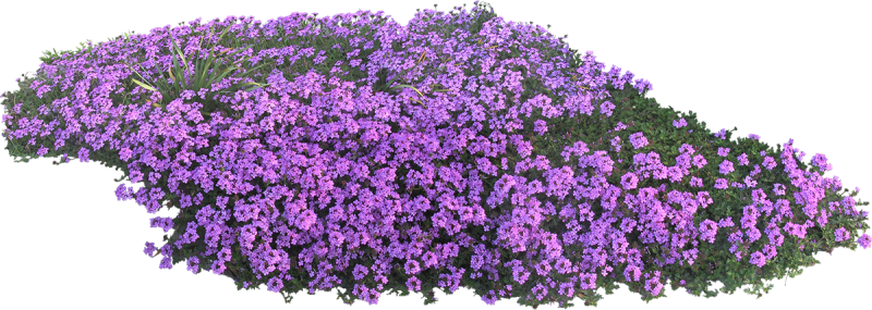 Флокс шиловидный фиолетовый