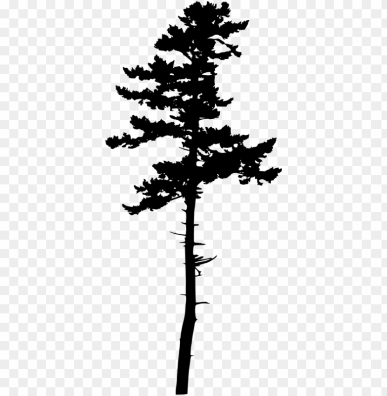Сосна контур дерева
