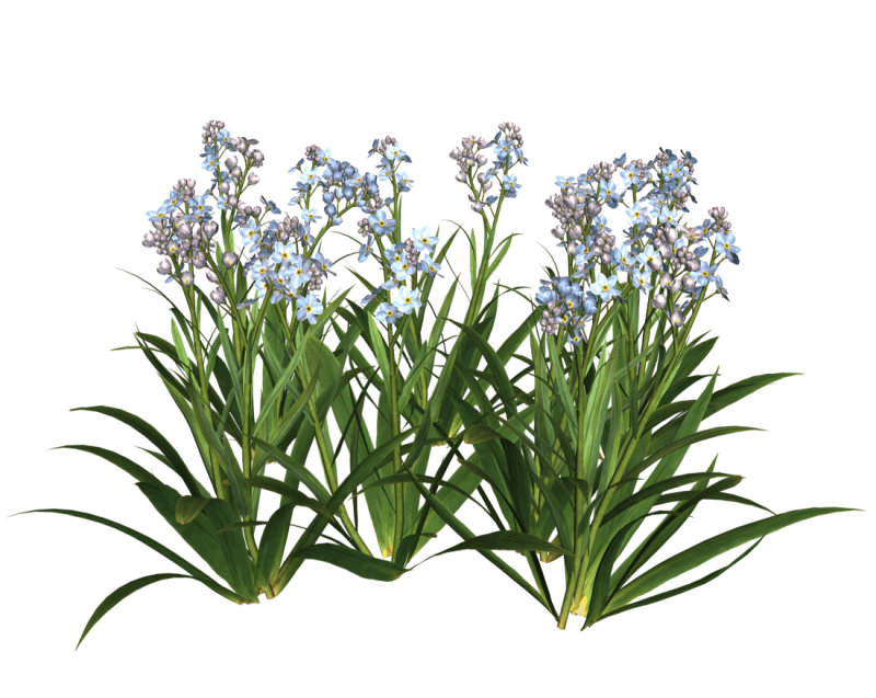 Растения на прозрачном фоне