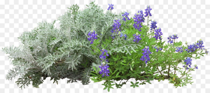 Лаванда куст