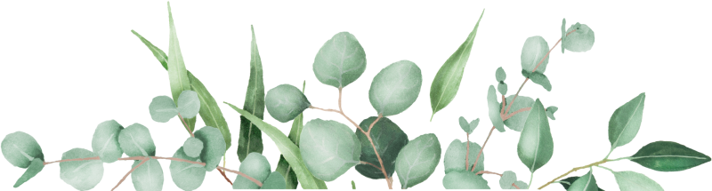 Эвкалипт круглолистный