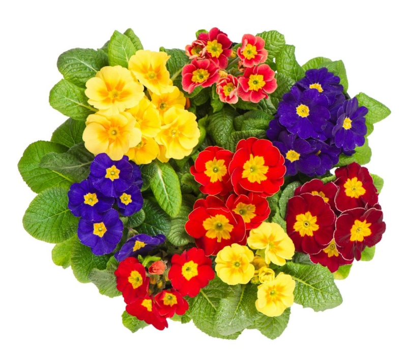 Примула микс d10