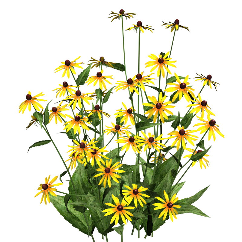 Цветы на прозрачном фоне