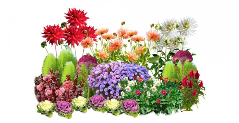 Георгин клумба миксбордер