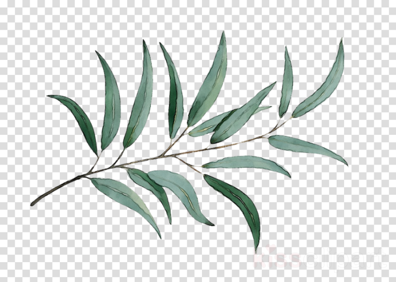 Листья эвкалипта вектор