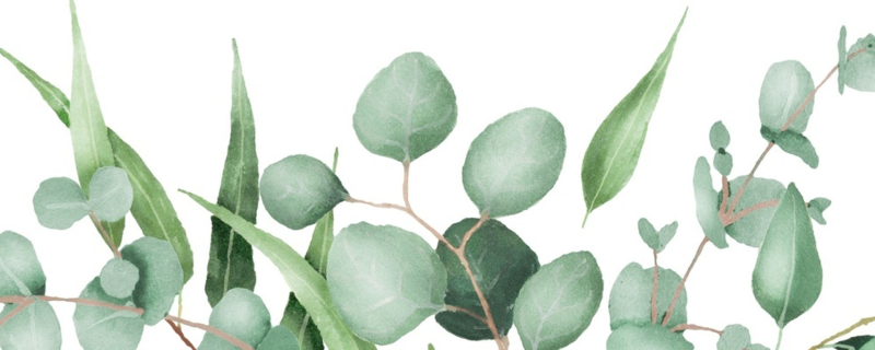 Ветка эвкалипта вектор