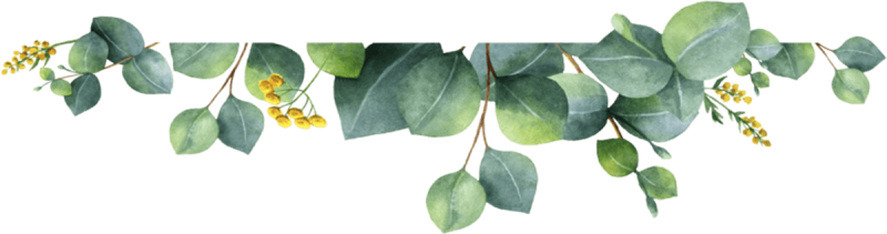 Эвкалипт лист