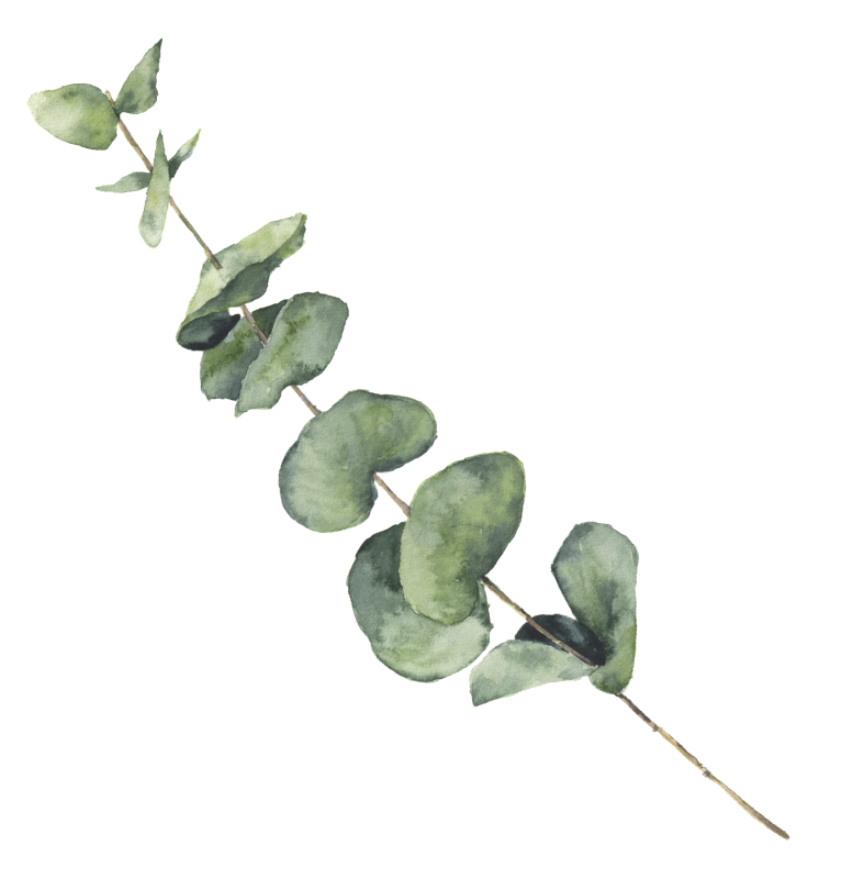 Эвкалипт круглолистный веточка