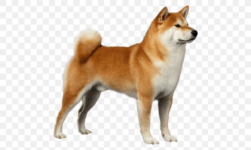 Сиба ину щенок