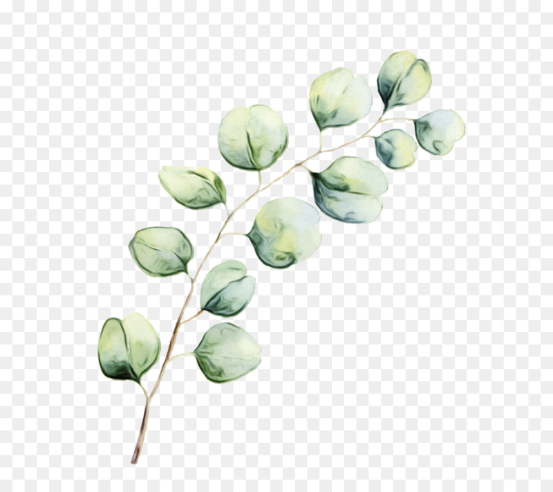 Веточка зелени эвкалипта