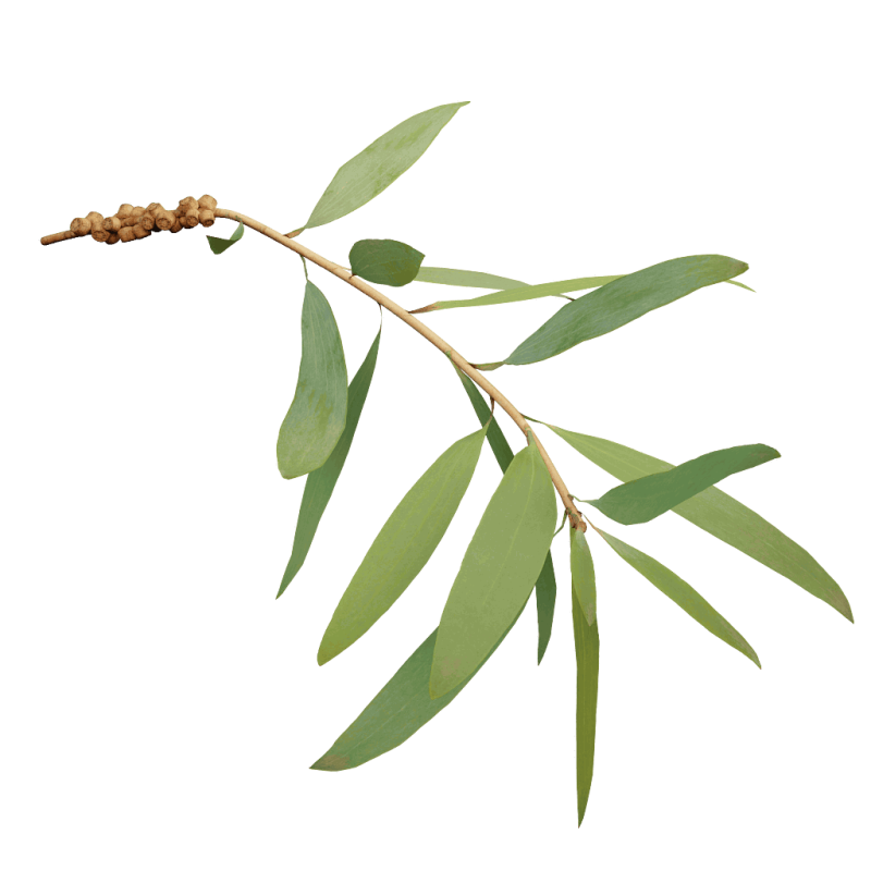 Веточка эвкалипта