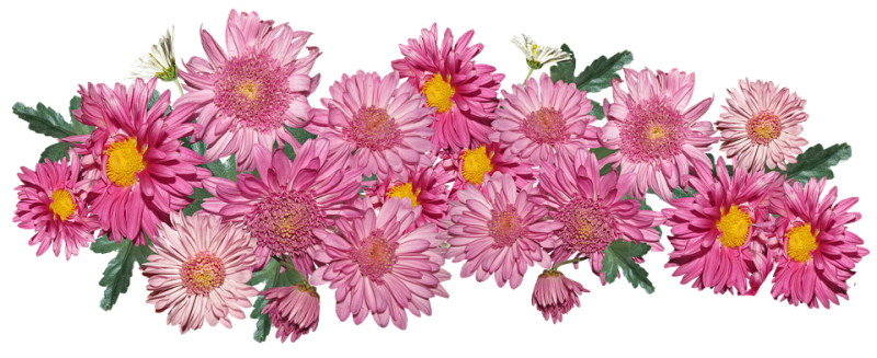 Хризантема розовая