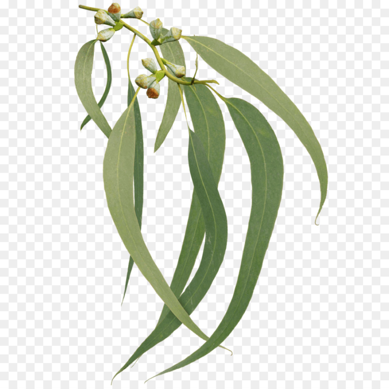 Эвкалипт иволистный