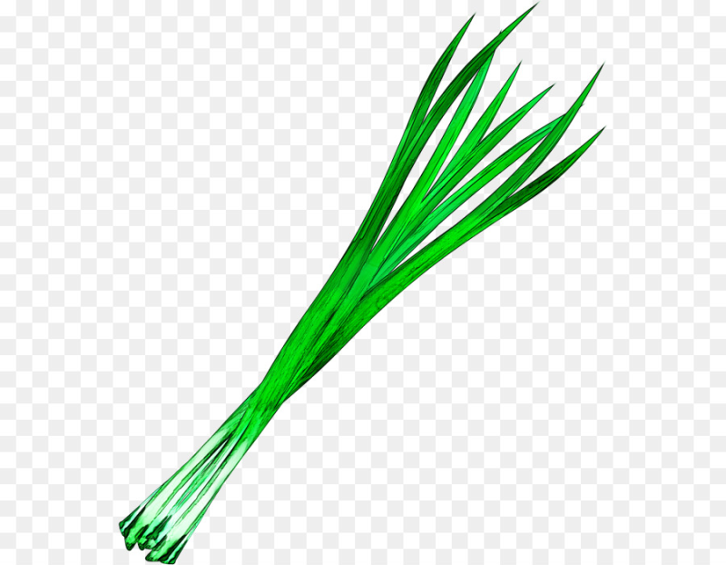 Лук зеленый