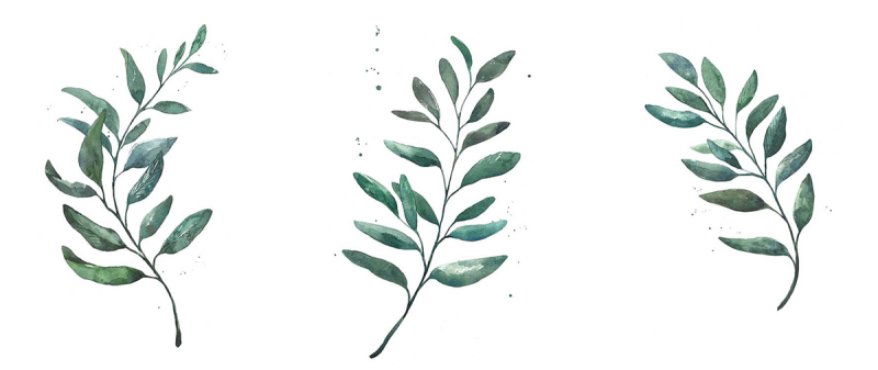 Фикус самшит