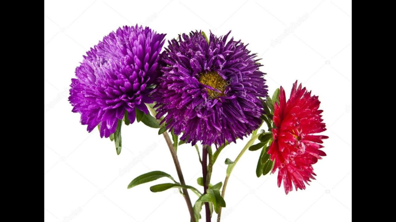 Букет астр на прозрачном фоне