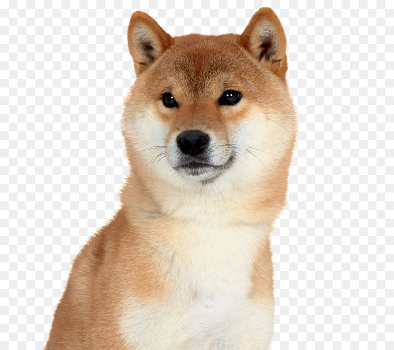 Сиба ину щенок