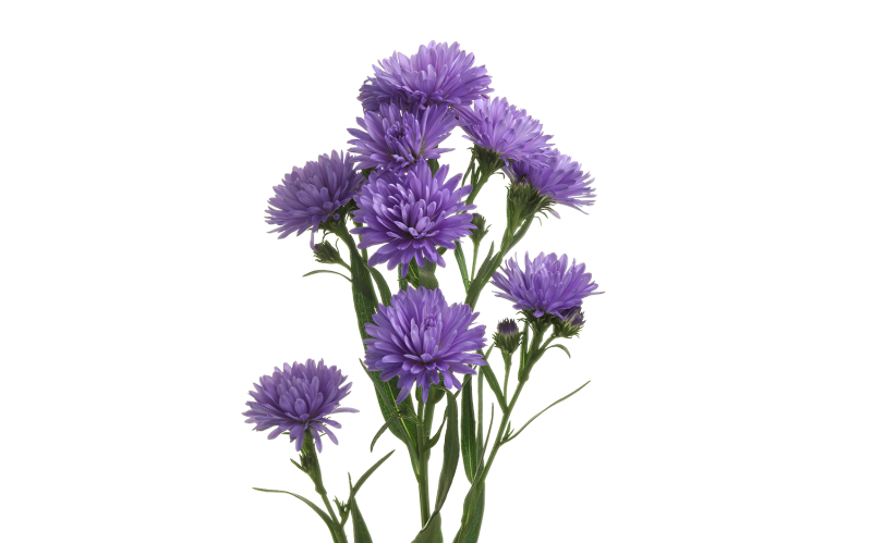 Цветы астры на прозрачном фоне