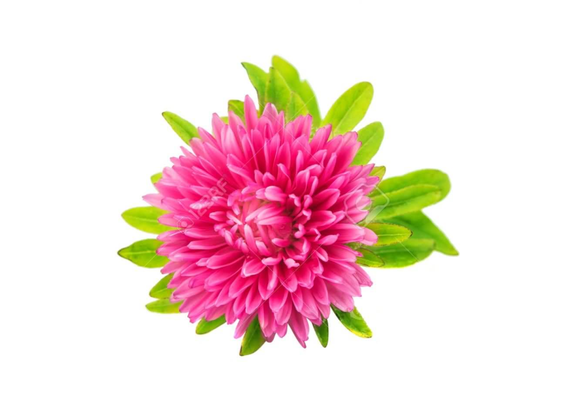 Астра для детей