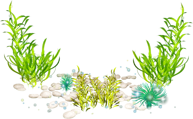 Морские растения