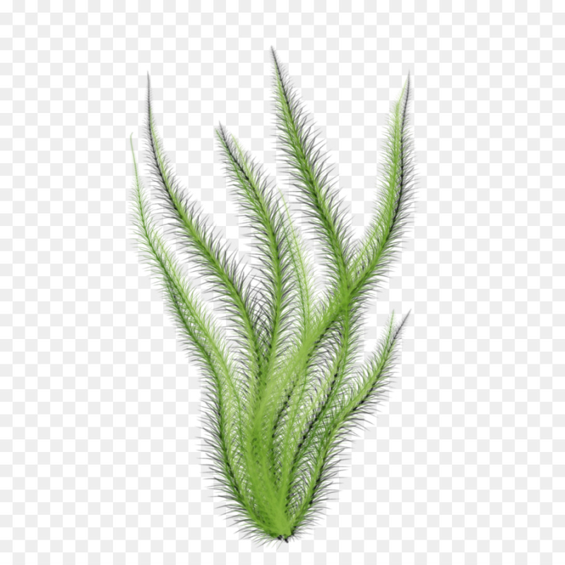 Водоросли на прозрачном фоне