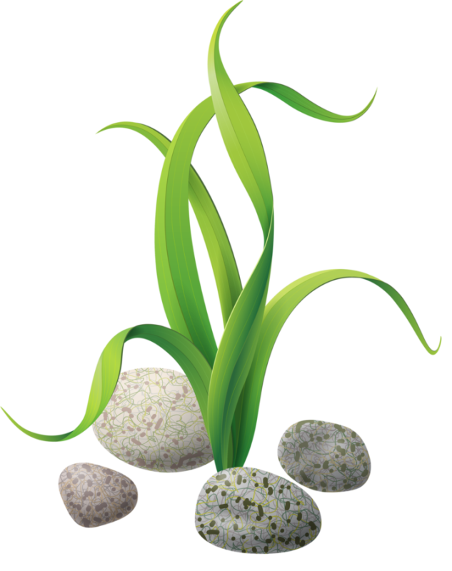 Водоросли на белом фоне