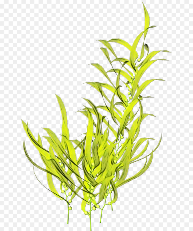 Ламинария водоросль аквариумная