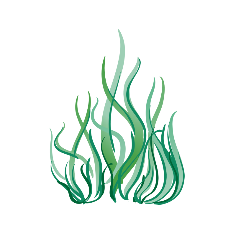 Морские водоросли на прозрачном фоне