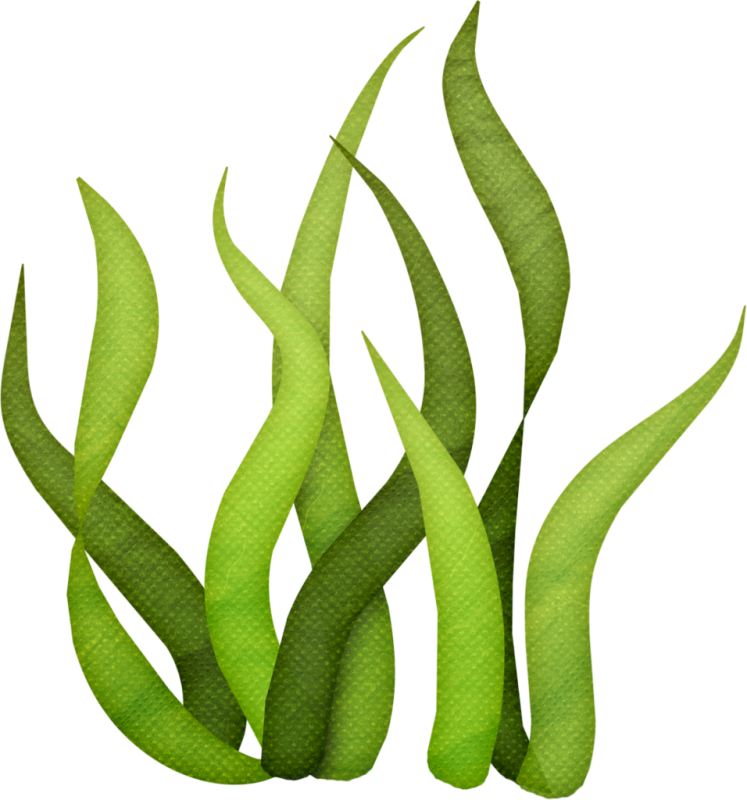 Водоросли вектор