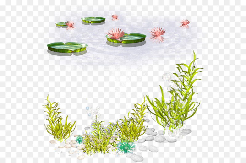 Водоросли для детей