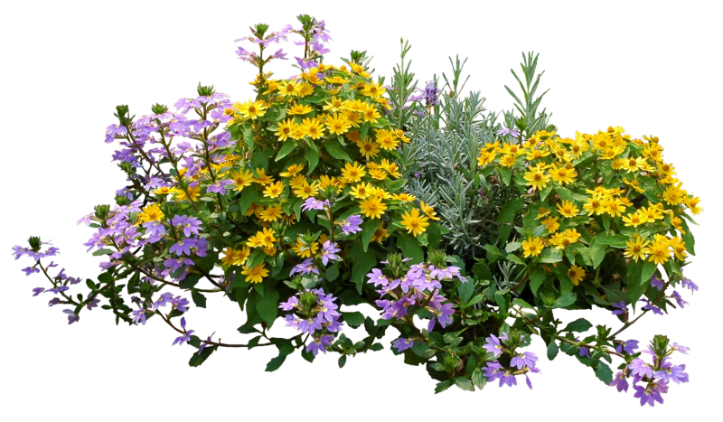 Растения на белом фоне