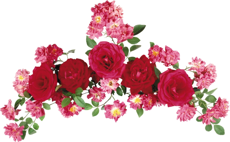 Клипарт цветы на прозрачном фоне