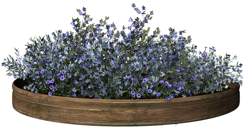 Клумба цветов на прозрачном фоне