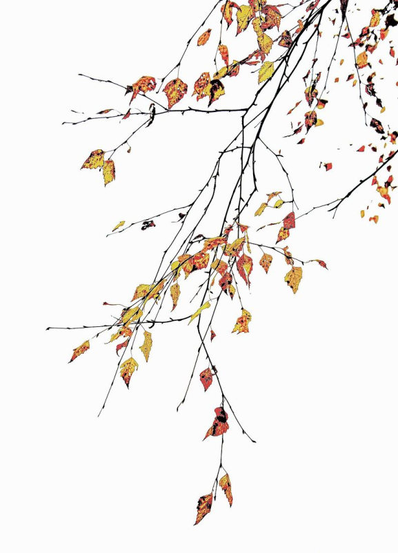 Осенняя ветка