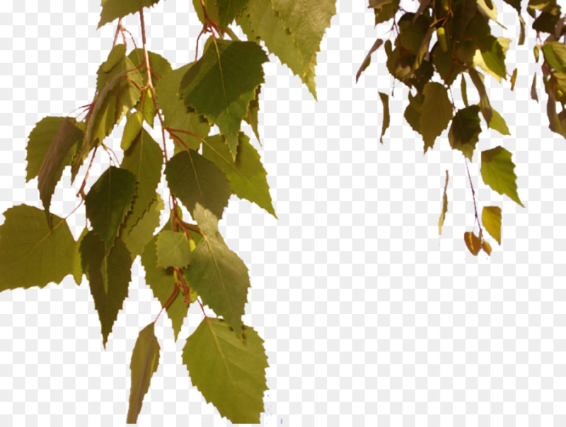 Веточка березы