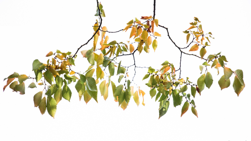 Ветка дерева