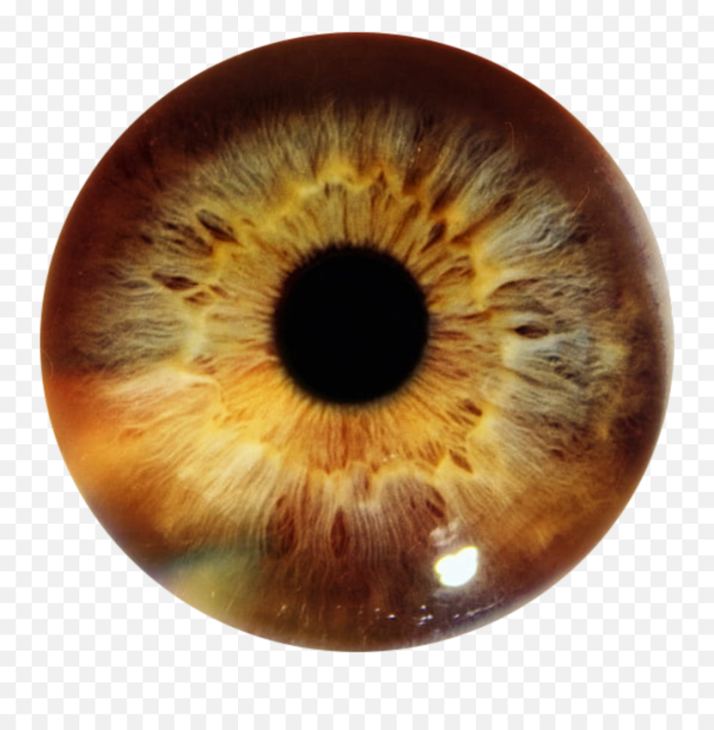 Зрачок глаза