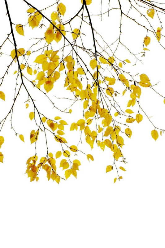 Ветки береза