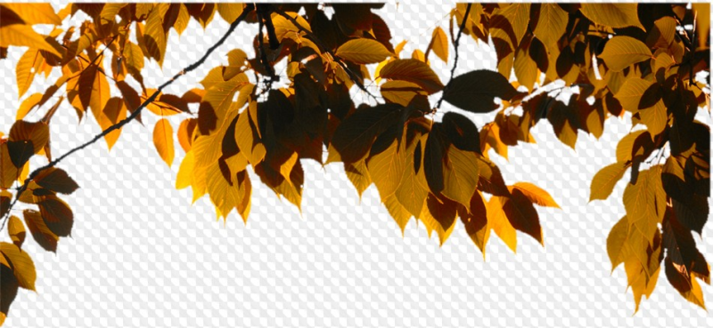 Листья на прозрачном фоне