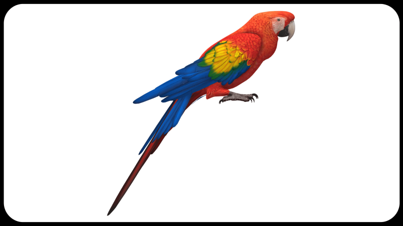 Белый попугай