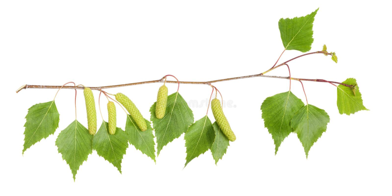 Лист березы на прозрачном фоне