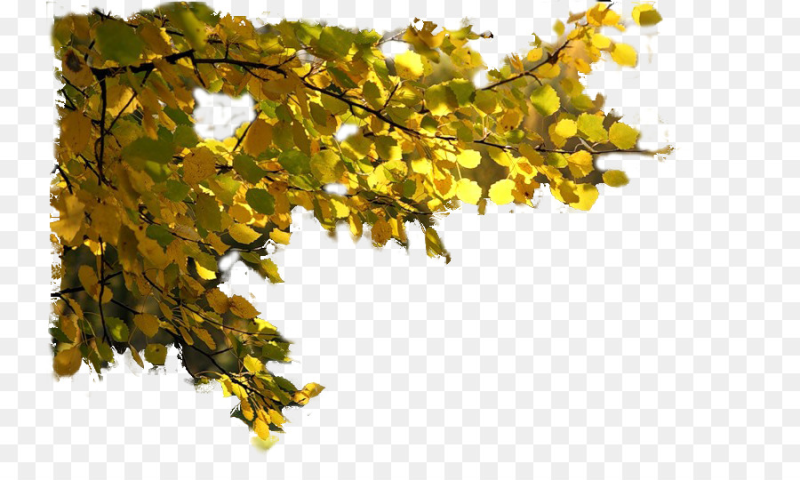 Ветка с листвой