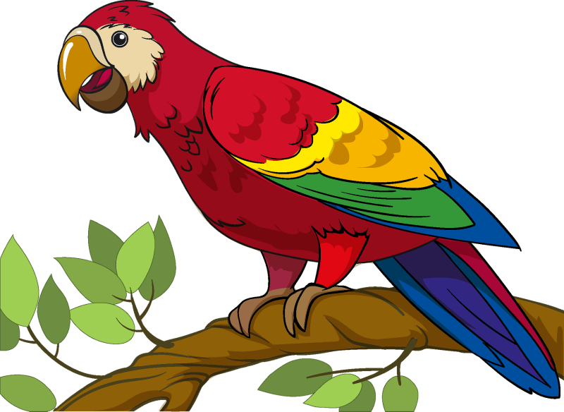 Попугай на белом фоне